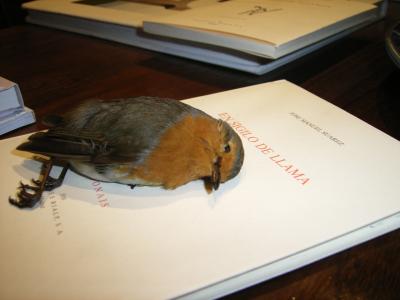 20080616144817-naturaleza-muerta-2.jpg
